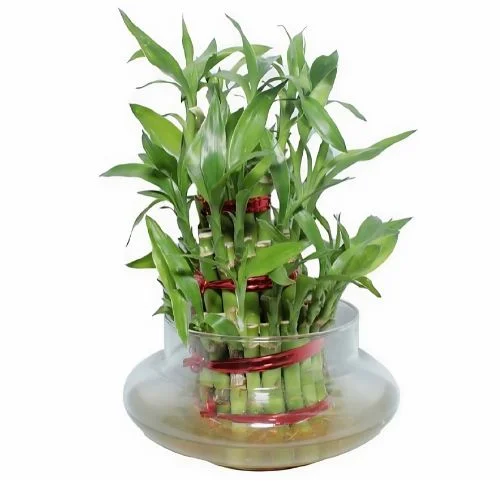  Natural Indoor Lucky Bamboo Plant